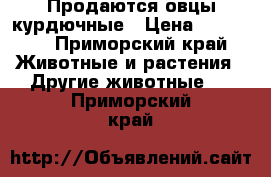 Продаются овцы курдючные › Цена ­ 16 000 - Приморский край Животные и растения » Другие животные   . Приморский край